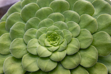 Aeonium glandulosum in National Botanic Gardens, Dublin, Ireland.  Large area with naturalist sections, formal gardens, an arboretum and a greenhouse with Victorian palms.