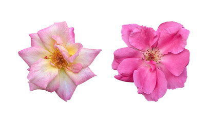 Pink rose flowers isolated on transparent background	