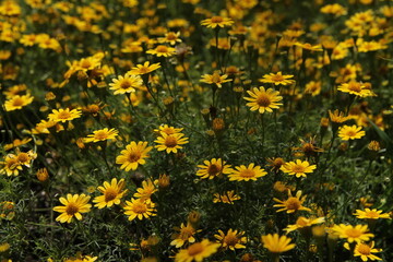 Beautiful yellow flowers on a green background. Garden with flowers, summer meadow