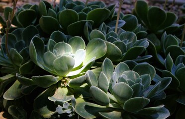 Succulent in the garden, background image