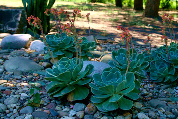 Succulent in the garden, background image