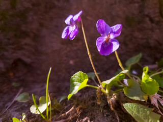 Wood or sweet violet in Spring