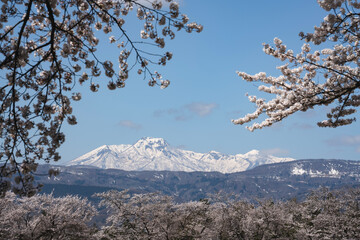 残雪の山々と満開の桜　信州木島平村