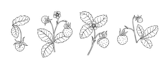 Set of linear sketches of strawberries. Vector graphics