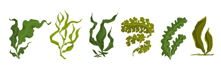 Set of green algae, various seaweeds. Vector graphics. - obrazy, fototapety, plakaty