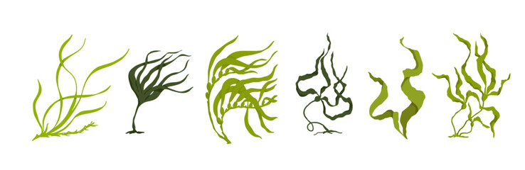 Set of green algae, various seaweeds. Vector graphics. © Катерина Якубович