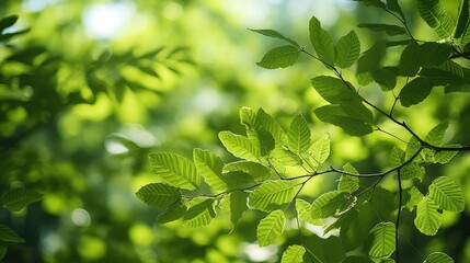Fototapeta na wymiar green forest leaves background