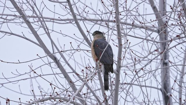 Coopers Hawk sitting in a tree as it looks around on a cloudy day.