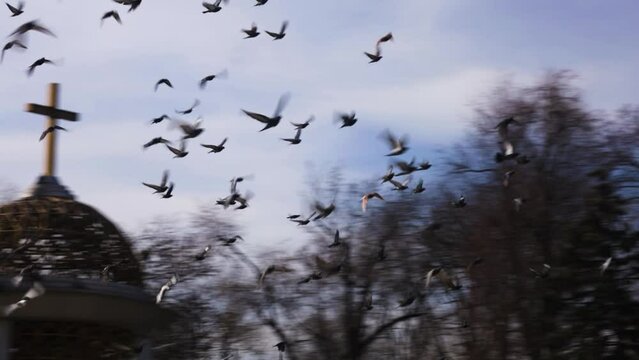 Pigeons flying Infront of a church, Chisinau, Moldova