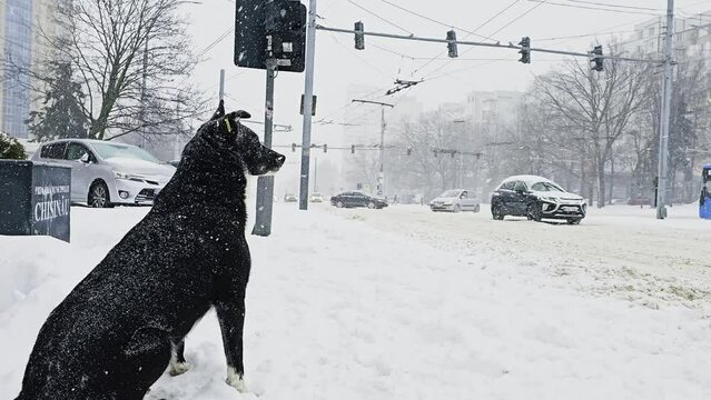A stray dog sitting in the snow staring at the road, Chisinau, Moldova