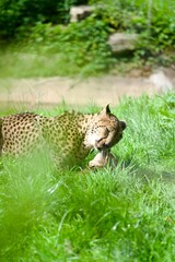 Cheetah eating on a field