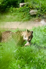 Cheetah eating on a field