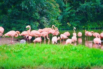Flamingos in a pond