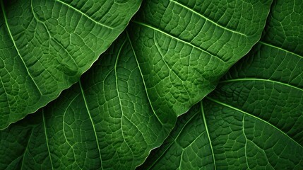Obraz premium botanical plant leaves background