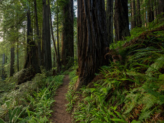 Darkness Hangs At The Base of Redwood Trees In Redwood