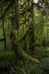 Curving Tree Trunk Covered In Moss And Surrounded By Ferns