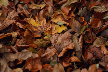 fallen autumn leaves