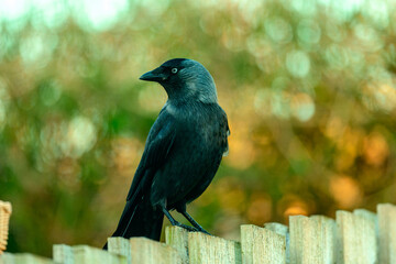 Jackdaw (corvus monedula) on the garden fence
