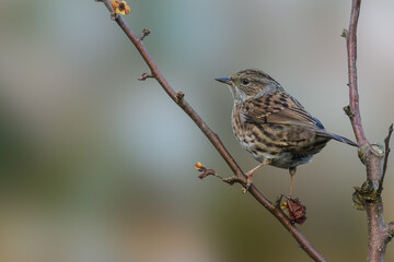 Dunnock (prunella modularis) in a crab apple tree