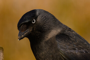 Jackdaw (corvus monedula) on Fence