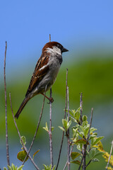 House Sparrow (passer domesticus)