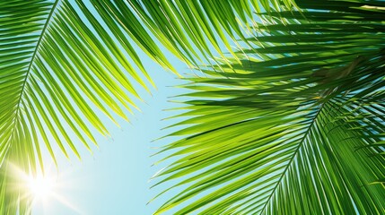 Fototapeta premium exotic palm leaves background