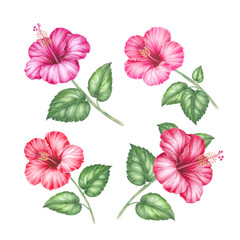 Set of differents flower hibiscus on white background. Watercolor tropical floral illustration