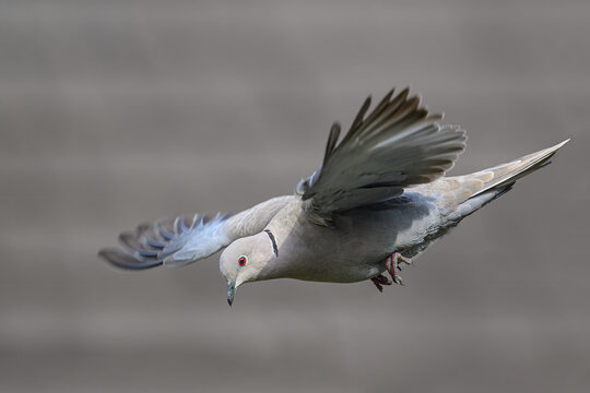 Collared Dove (streptopelia decaocto)