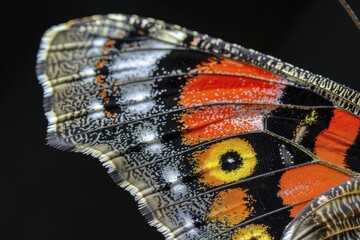 Macro view of a butterfly wing, showcasing patterns and colors on a black background.