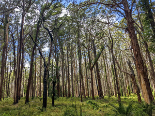 trees in the woods