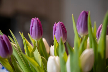 bouquet de tulipes mauve et blanches avec feuilles bien vertes