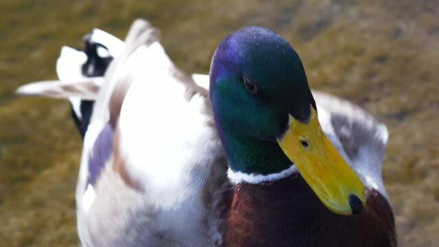 duck close up preening on a sunny day, beautiful duck face portrait