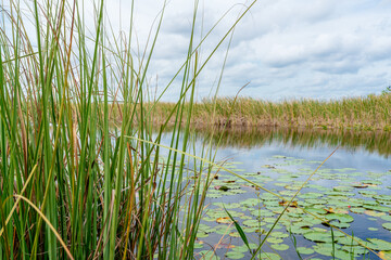 reeds in the water