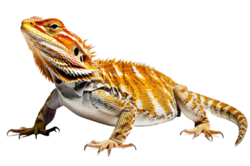 Bearded dragon reptile basking in natural light, full body visible, sharp contrast, isolated on a pristine white background, high quality stock photograph, ultra clear, highly detailed