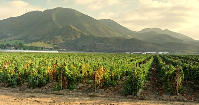 A green row of fresh crops grow on an agricultural farm field in the Santa Ynez Valley, California USA