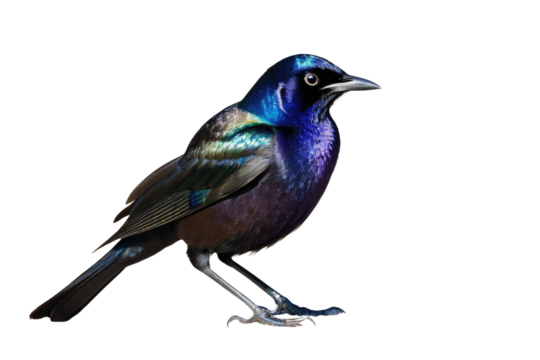 Common grackle bird, full body, high quality stock photograph, isolated on white background, feathers shimmering with iridescent purple and blue, yellow piercing eyes, natural light, ultra clear
