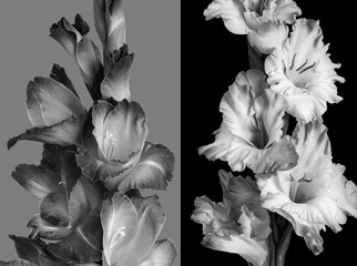 Black and white gladioli flowers close up