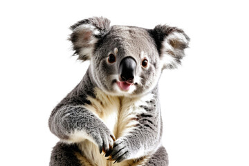 Obraz premium Happy koala, full body, isolated on white background, high quality stock photograph, natural pose, soft fur texture visible, calm expression, meticulously captured, studio lighting