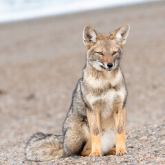 fox sitting on a beach