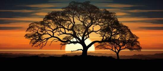 A silhouette of a tall tree stands boldly against the vibrant colors of a setting sun in the background. The suns rays create a captivating contrast with the dark outline of the tree.