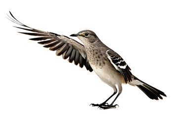 Northern mockingbird, full body profile, perched gracefully, isolated against a pure white background, feathers textured in intricate detail, stock photo