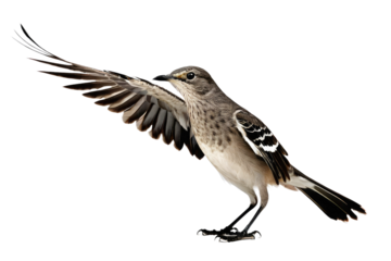 Northern mockingbird, full body profile, perched gracefully, isolated against a pure white background, feathers textured in intricate detail, stock photo