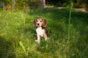 Young beagle dog playing outside. Beagle dog breed