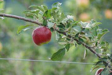 Apple trees in full production in a plantation