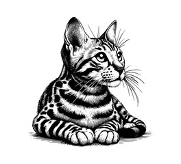 Bengal Cat Hand drawn vector illustration graphic