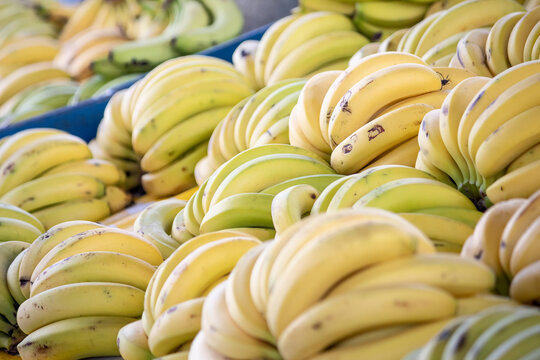Stacks of yellow bananas are presented in abundance at a fruit market, their ripeness indicating peak flavor. The image captures the essence of market freshness and the importance of fruit in diet.