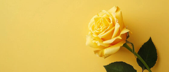 Yellow Rose flower on minimalist yellow background. Delicate petals, thorns, powerful symbol of beauty, enduring love and resilience. Mother's Day, Valentine's Day and wedding concept.