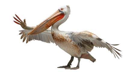 Dynamic capture of a brown and white pelican mid-movement, with detailed feather patterns and a lively expression