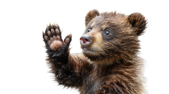 Close-up of a cute brown bear cub raising its paw as if waving hello isolated on a white background