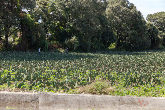 Dos campesinos mexicanos con sombrero dentro de un sembradio de nopales al inicio de la temporada.